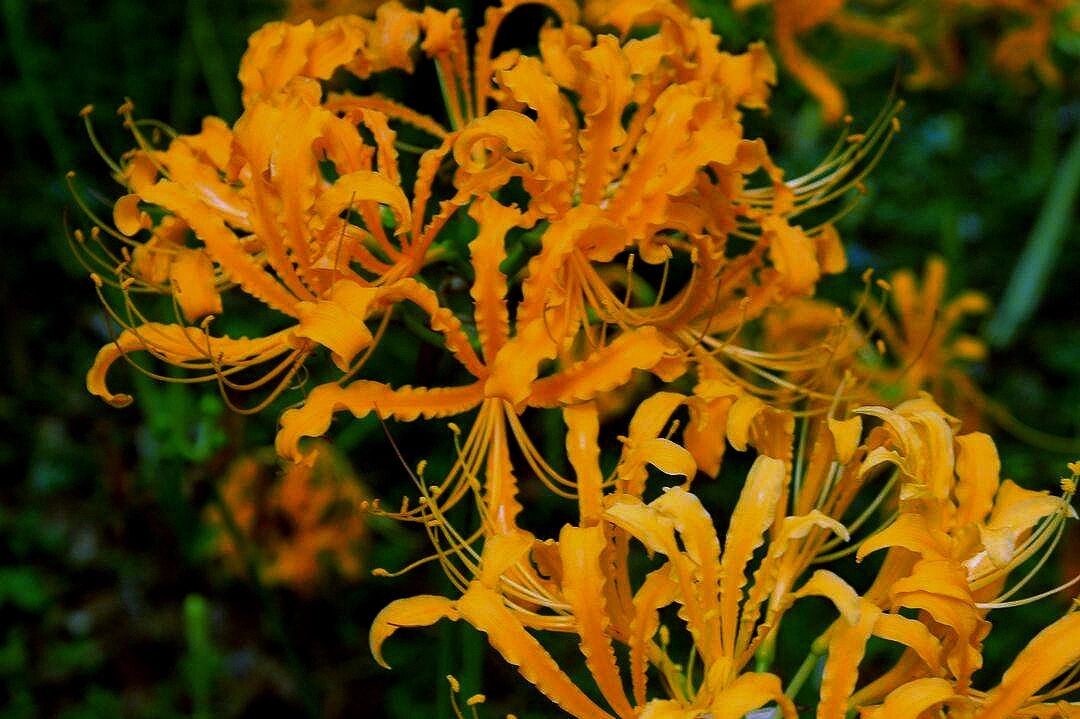 不,它叫忽地笑,守护三途河畔 7715忽地笑的花语是"爱的很痛苦"和"