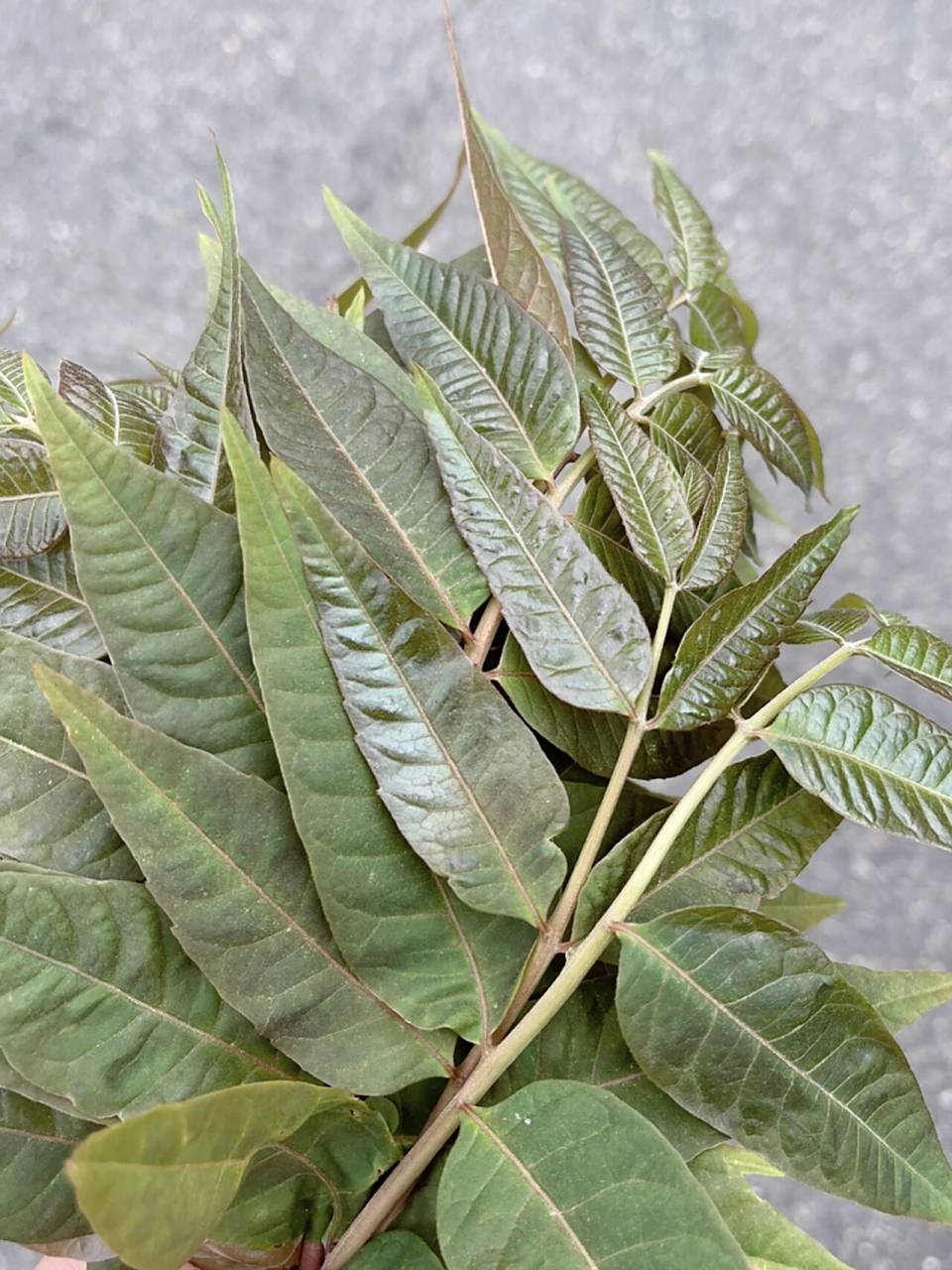 香椿还是臭椿  一招分辨清楚 又到了吃香椿的季节 美国遍地都是臭椿树