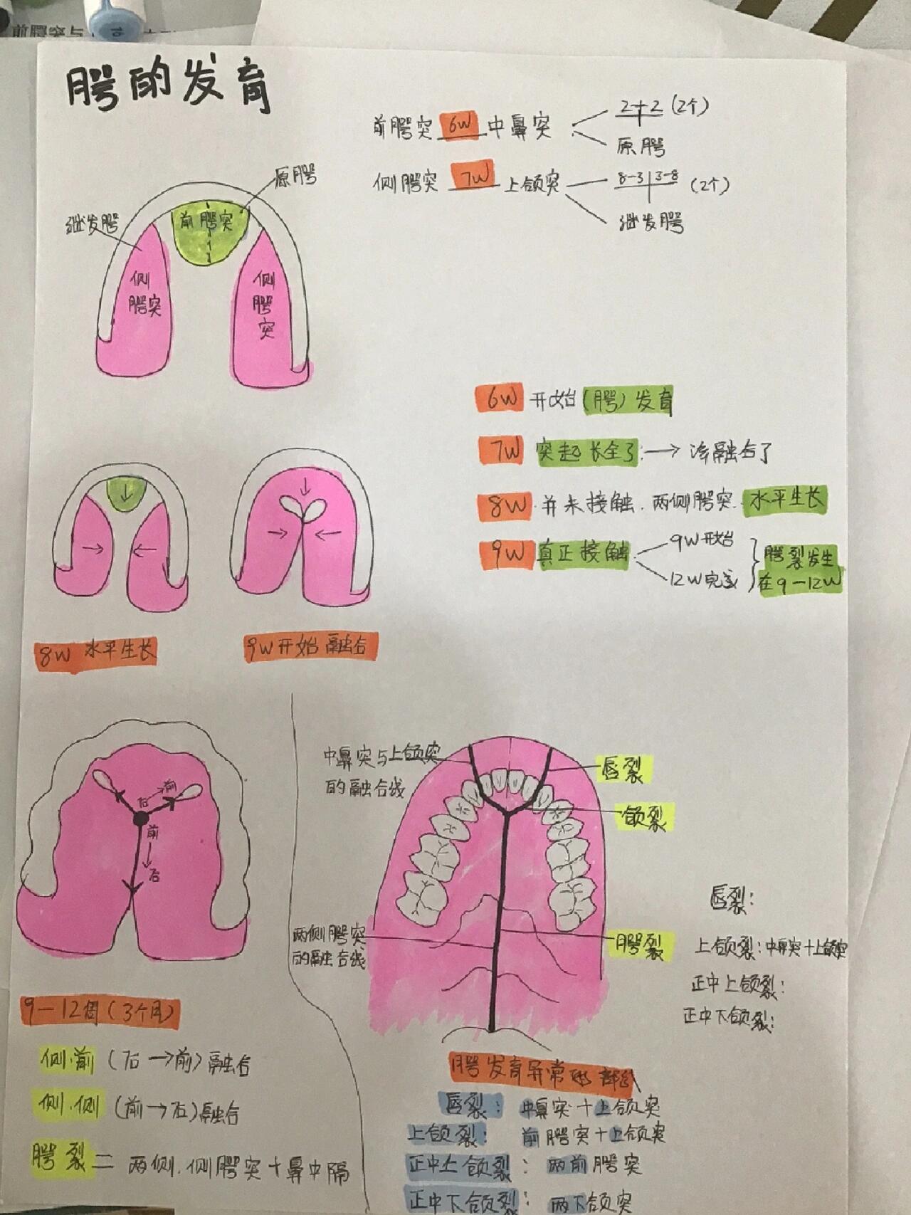 颚部示意图图片