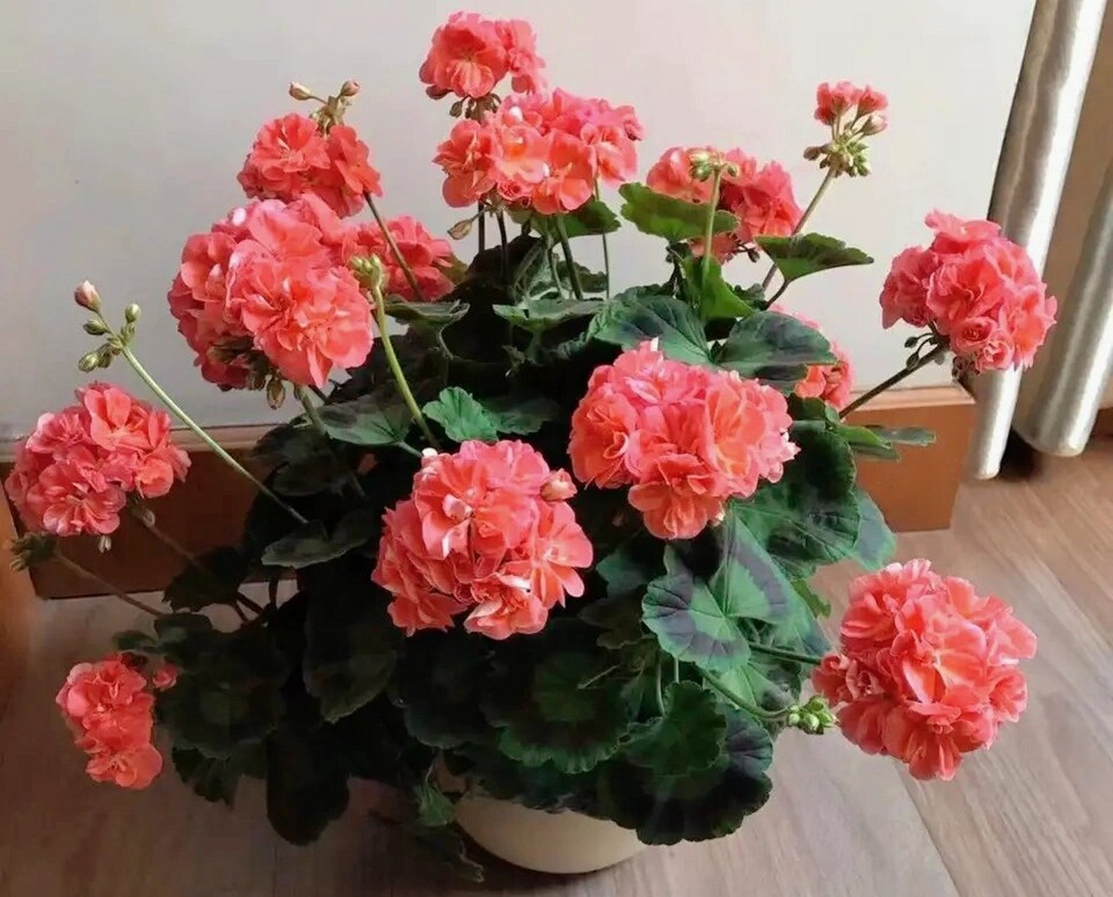 鲑鱼粉的"大山宫"天竺葵 多季节开花 "大山宫"——一款超级优秀的