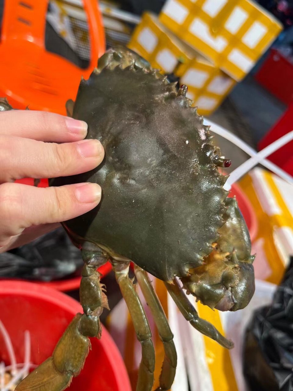 牛田洋青蟹 质量一级好的牛田洋膏蟹,肉蟹!100元2只,一只1斤左右