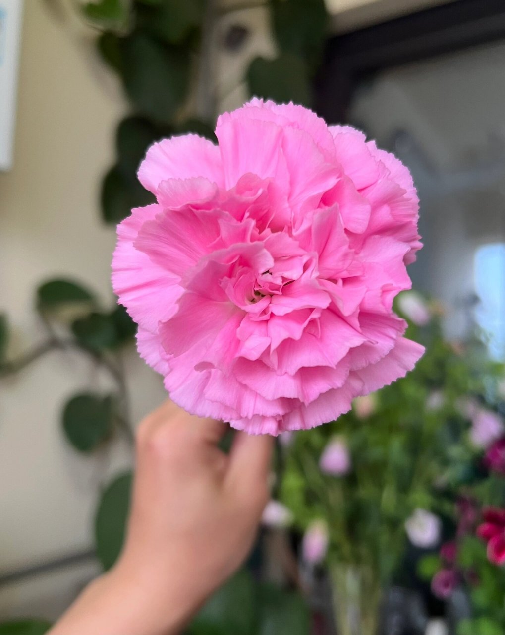 康乃馨|小桃红  53. 小桃红. 桃红色,好开,开放度大,花朵很圆.