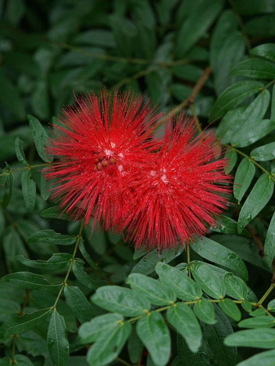 红绒球花语图片