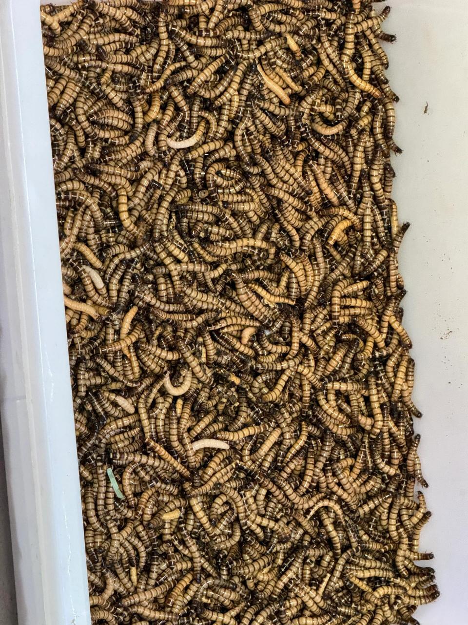 我是看不了这个东西,一盆虫子,密集恐惧症犯
