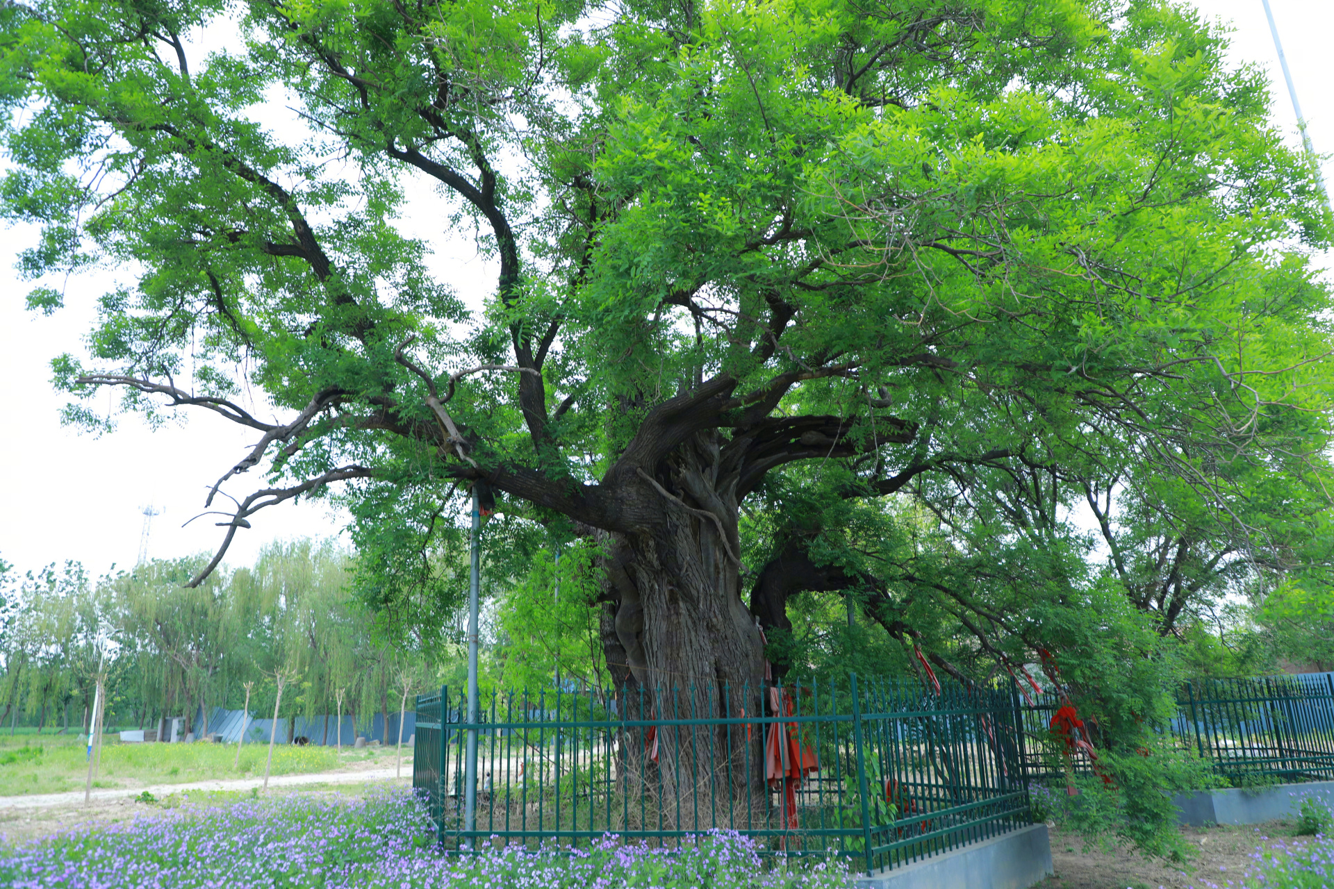 沧州吴桥铁城镇北关1400年的古唐槐树.#随手拍春天
