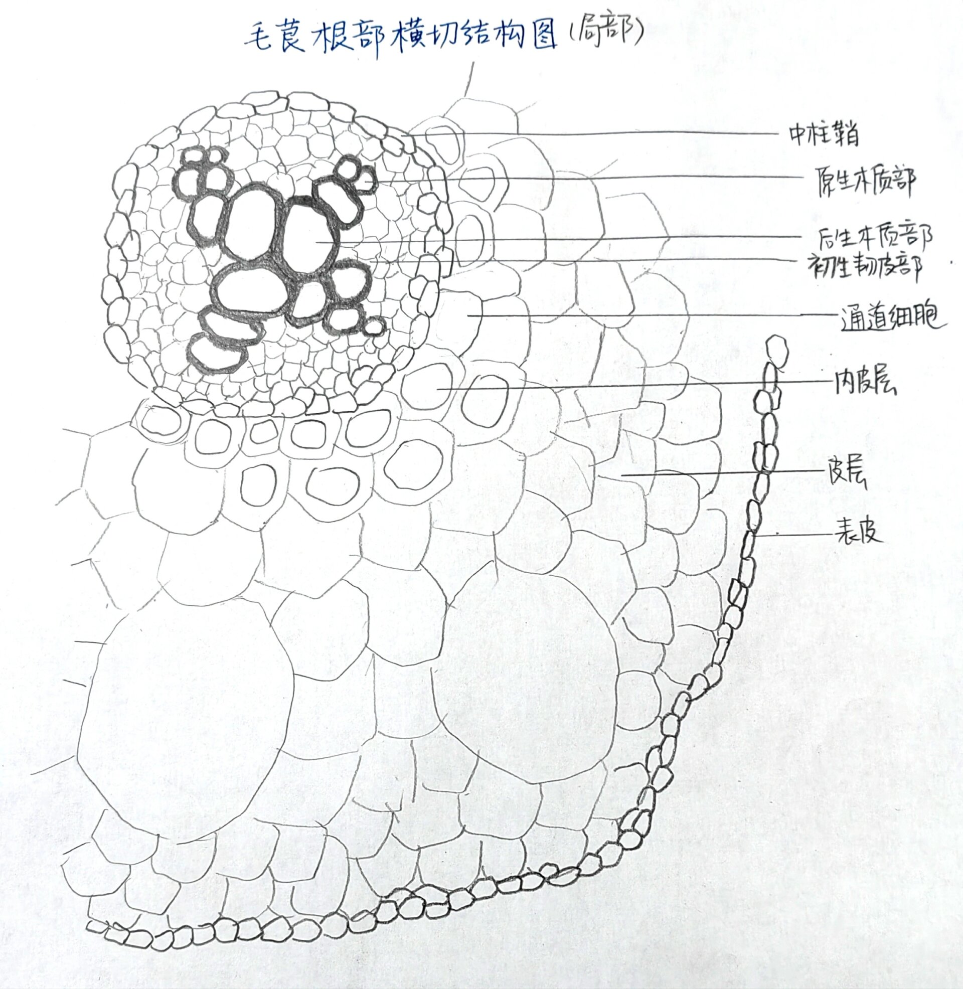 毛茛根部横切结构图