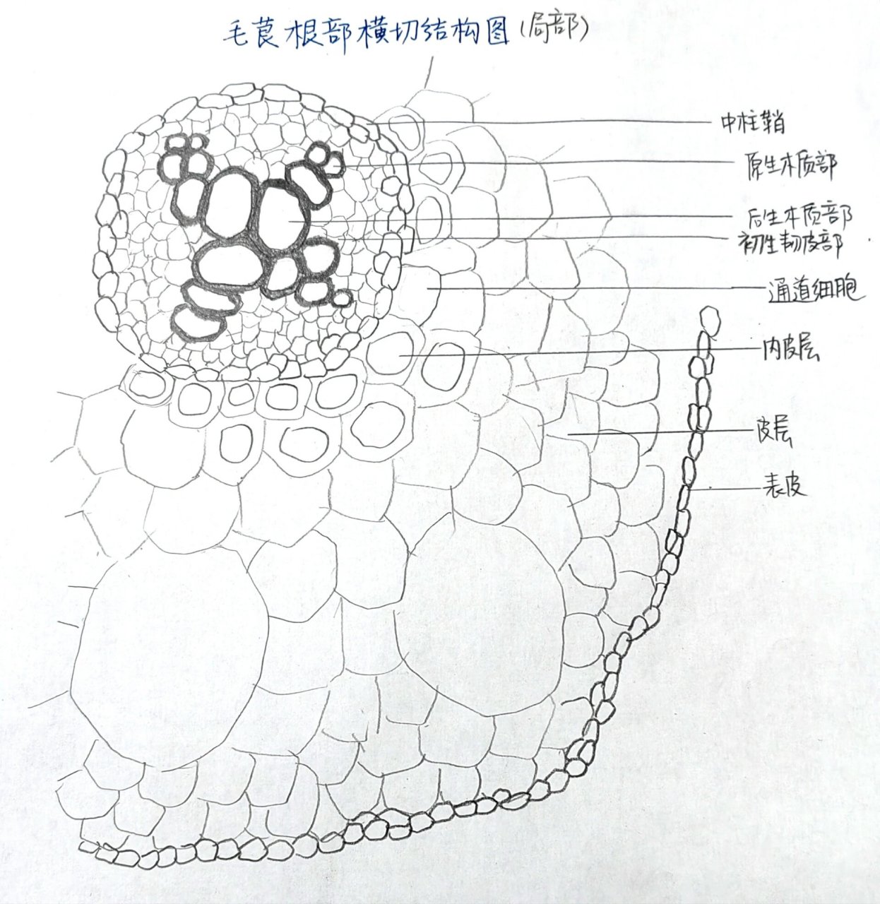 植物根的横切面图片