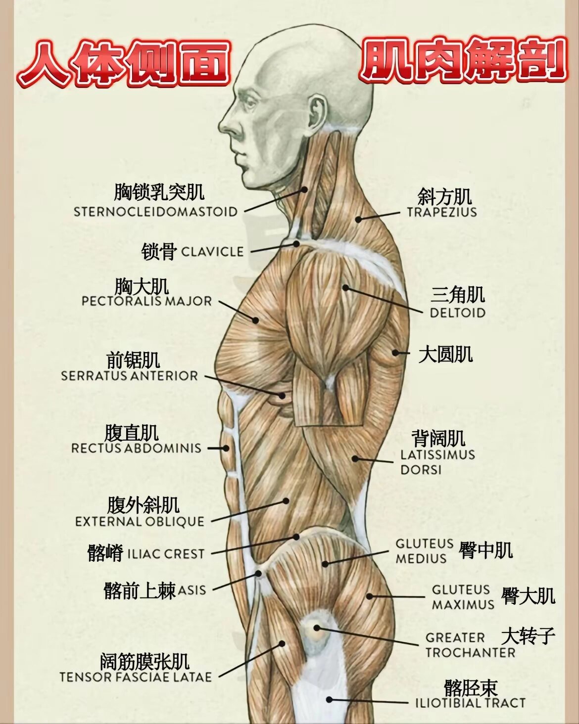 人体背部肌肉解剖图 为了让打击更方便的了解背部的肌肉 大家可以看一