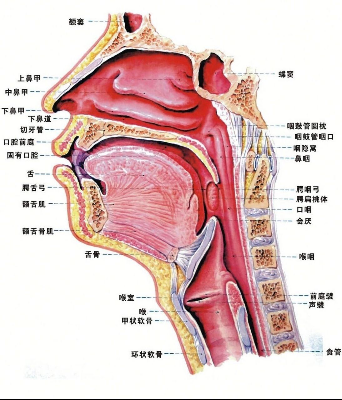 喉位于颈前部中份,喉咽的前方,上界为会厌上缘(平对第2～3颈椎之间)