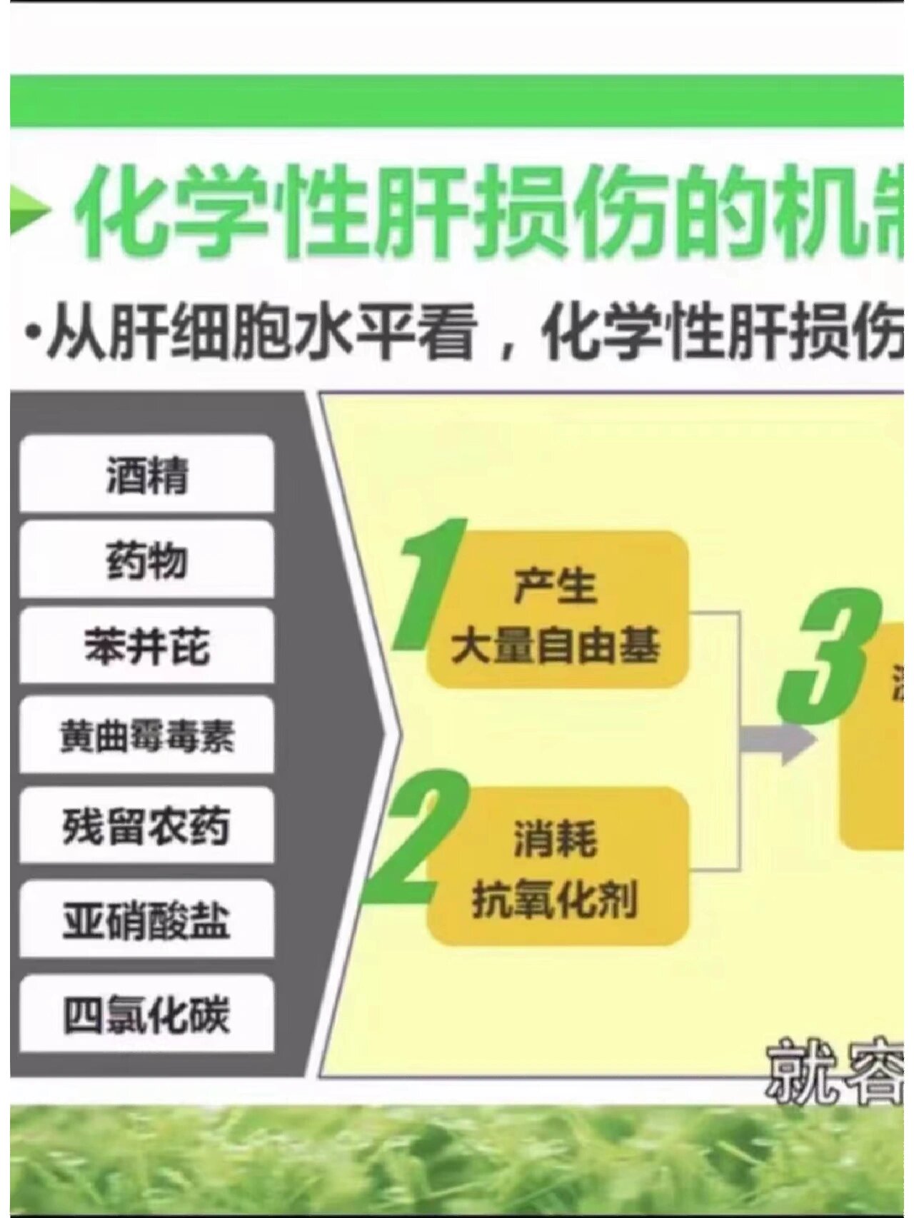 化学性肝损伤 7815化学性肝损伤的机制 酒精,药物,苯并芘,黄曲霉