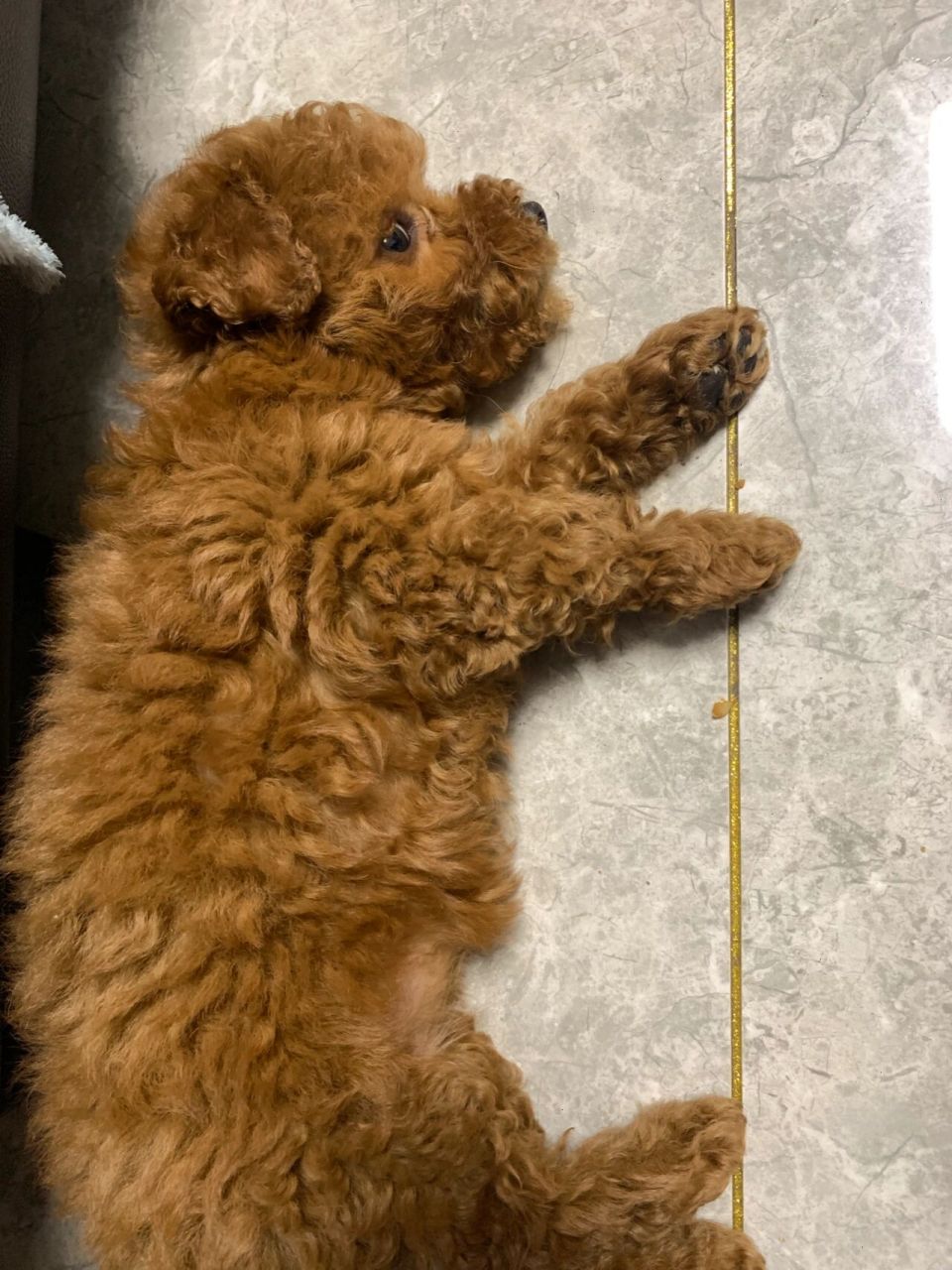 两个月的泰迪串越看越丑 260块买的泰迪串串,老公说太丑了,我现在也