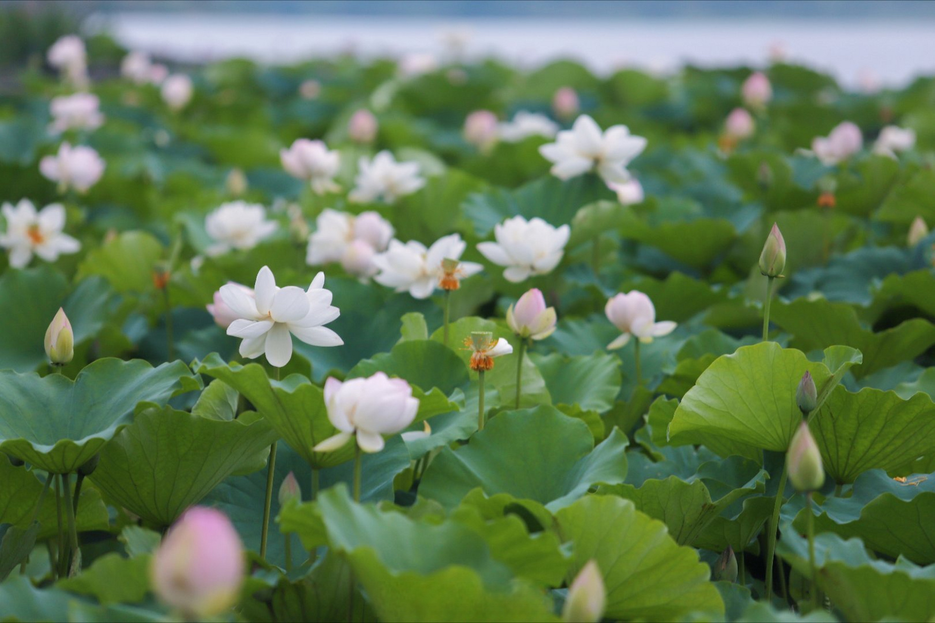 圣莲岛今年的荷花,开的太好啦,快去赏花吧#荷你相约遂宁的浪漫夏日