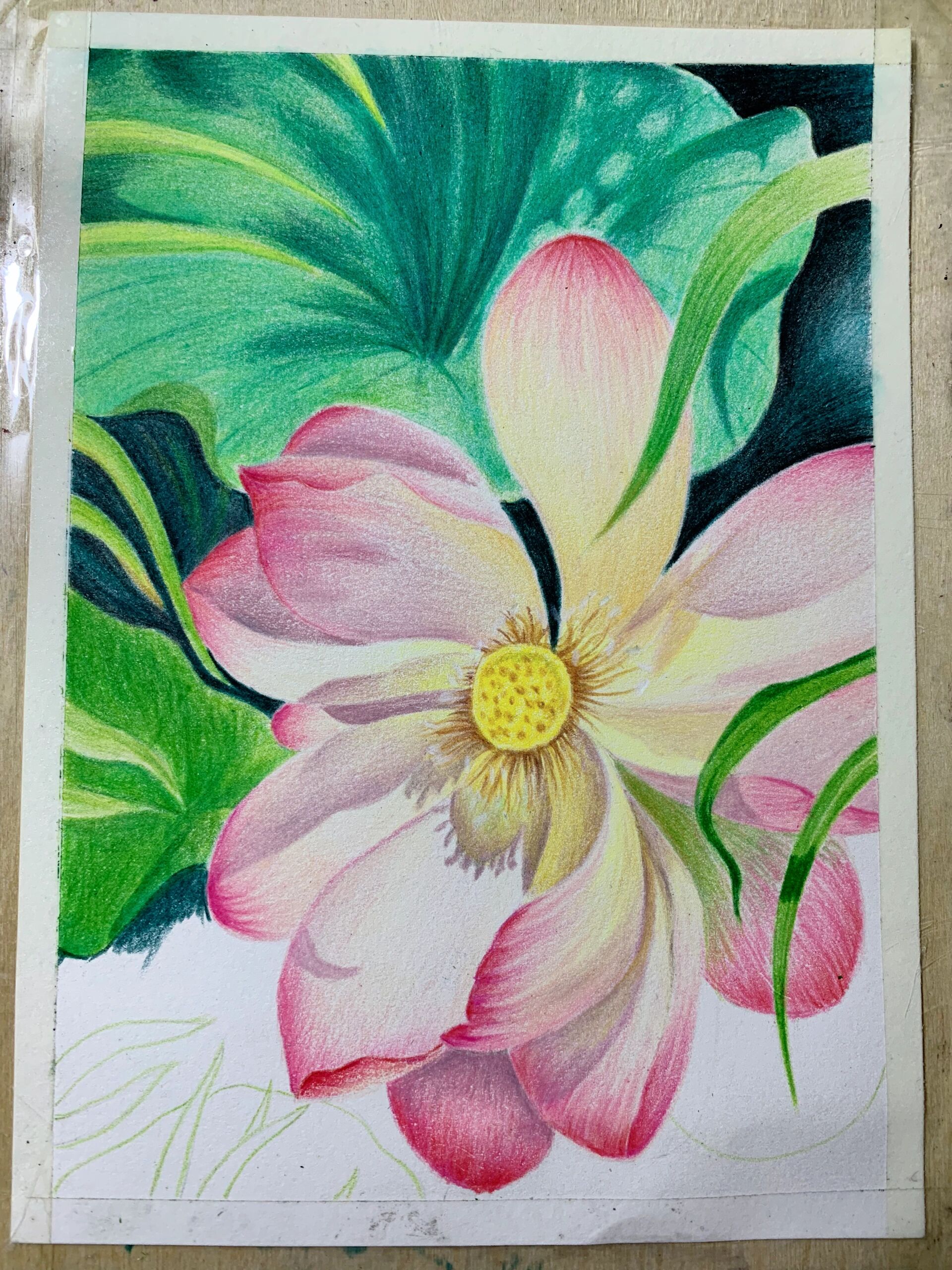 彩铅荷花(附过程图