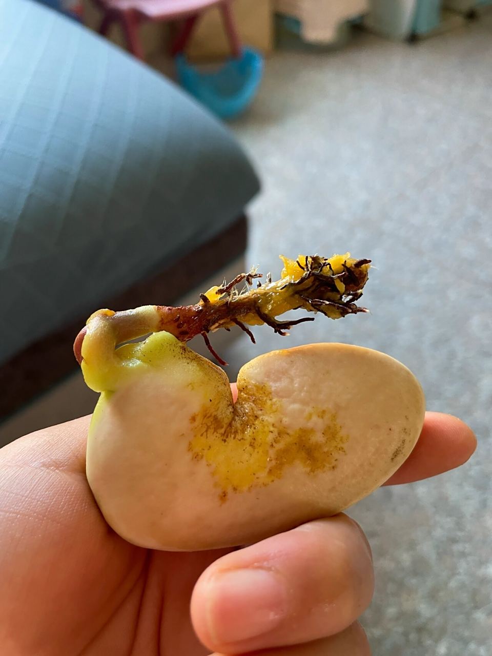 奇怪,吃个芒果,竟然发现芒果发芽了 吃完饭,正想吃个水果,就随手拿了