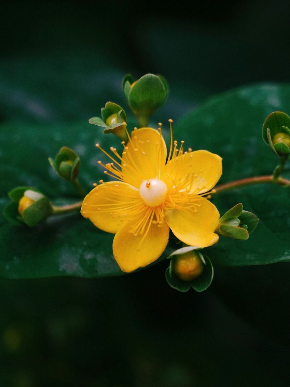 来看6月最漂亮的花  金丝桃 金丝桃爆花了 	 金丝桃(拉丁学名