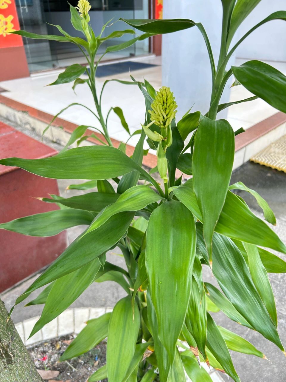 万年青开白花图片