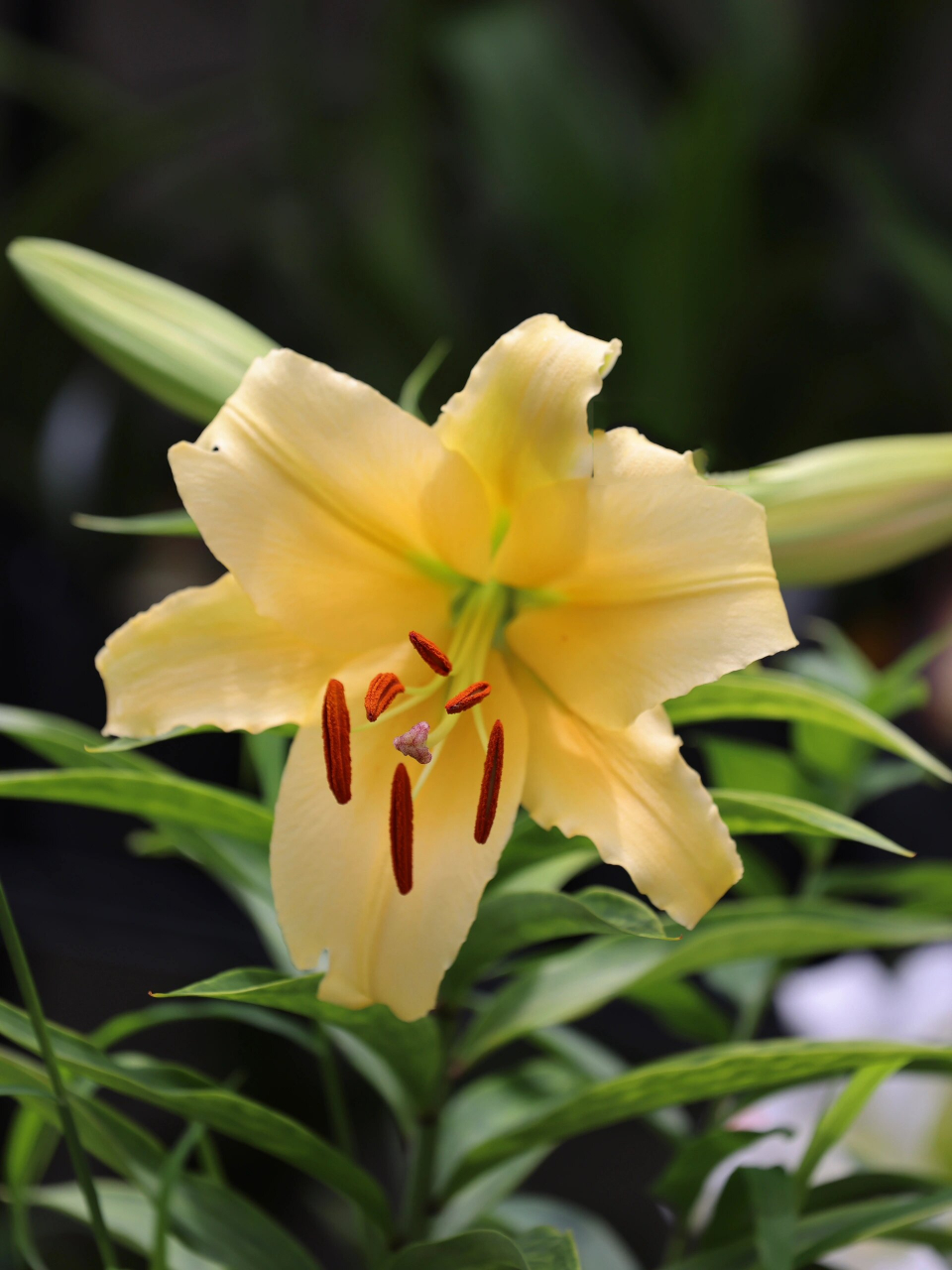 ot杂交百合-黄帝/皇帝/闪耀 【中文名】闪耀/光芒四射 【品种名】