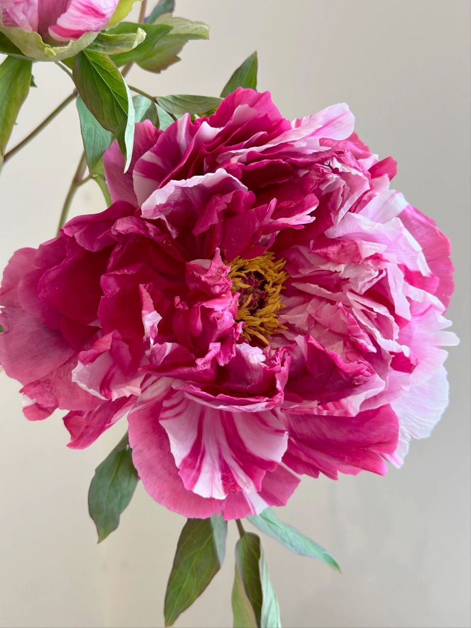 国产牡丹|岛锦  娇艳治愈 怦然心动          	 每一朵不同各有千秋