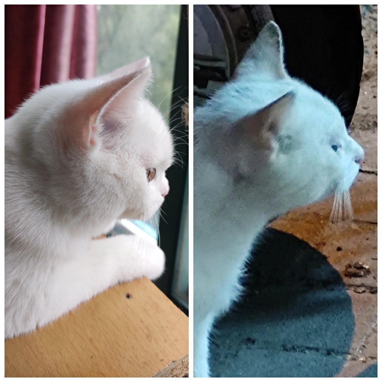 纯白英短vs纯白田园 左边是我家的小奶油,右边是邻居家的田园猫.