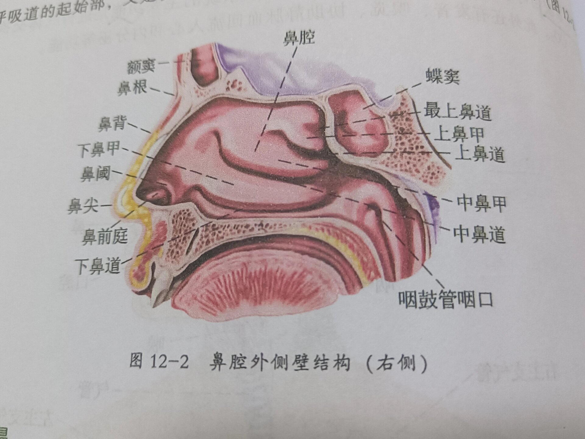 考研/运动解剖学/固有鼻腔的粘膜