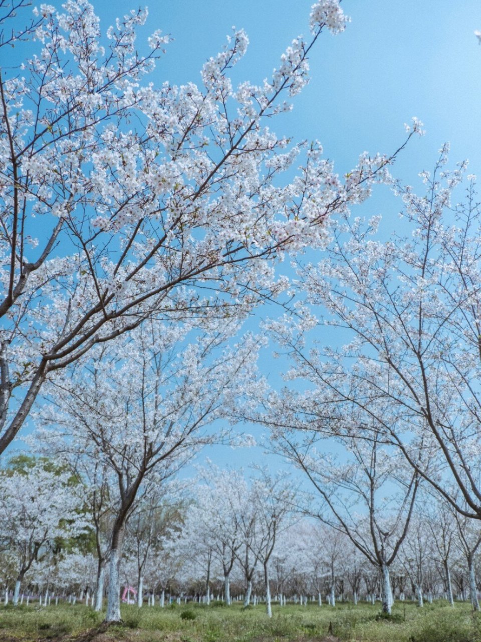 盐官百里钱塘生态绿带图片