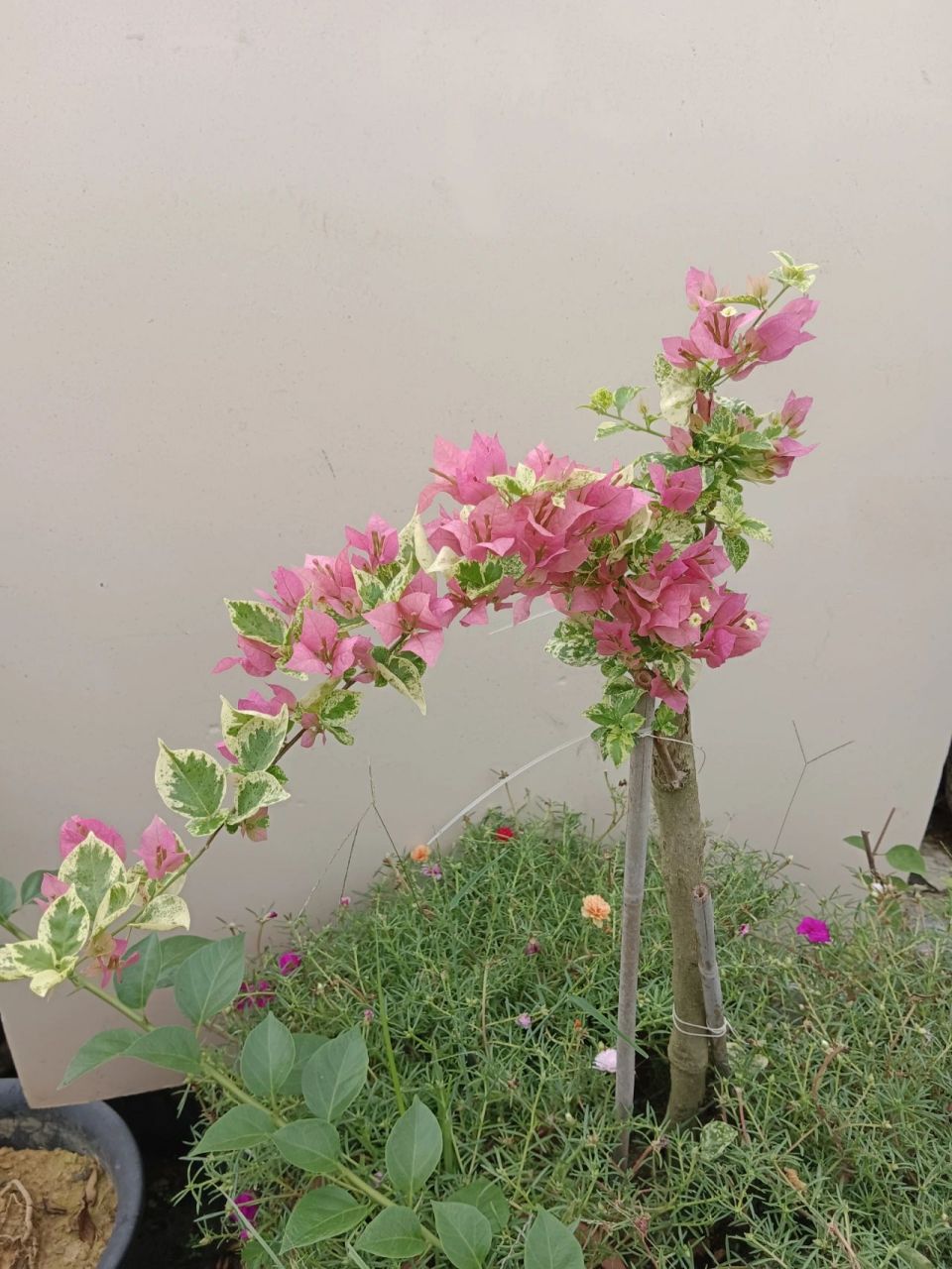 三角梅勤花品种【米罗】 养了一棵斑叶米罗开花机器也不比卡雅塔差.