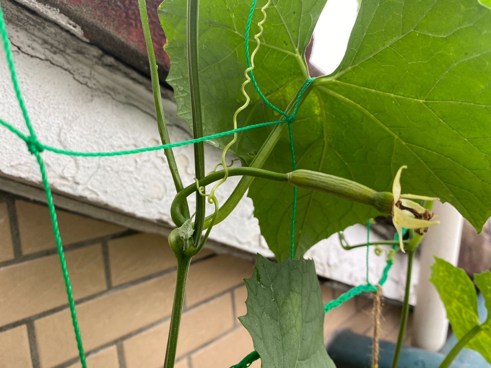 求大神指教 我的小丝瓜不知道为什么变黄了,有两个,其中一个我直接