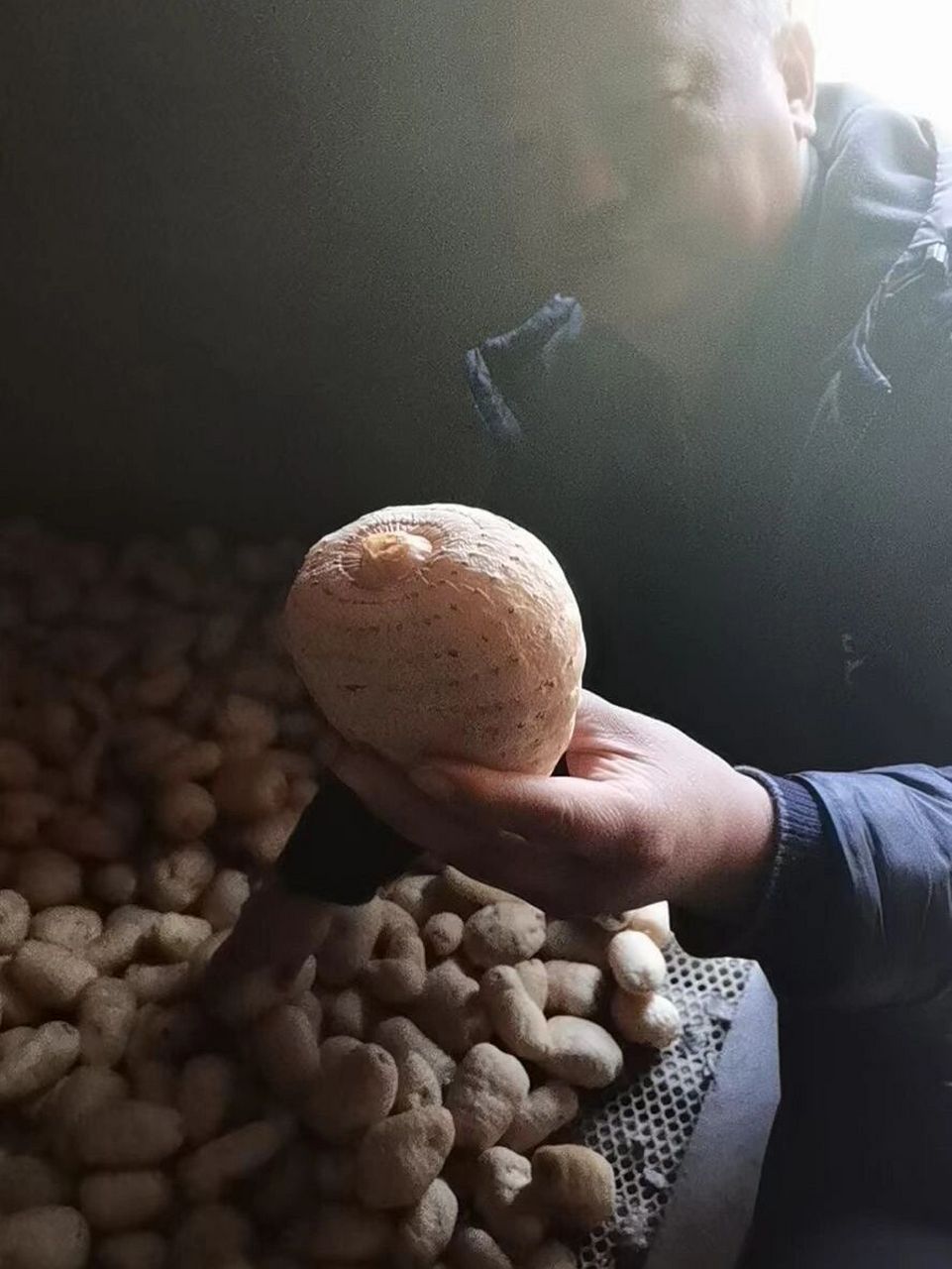 最好的天麻:云南昭通小草坝天麻  云南昭通市彝良县小草坝野生天麻