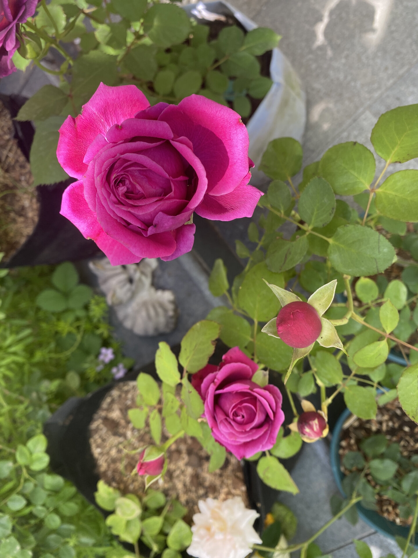 园子的一百种月季(9)双人芭蕾 花苞贼可爱,超级耐开,颜色亮