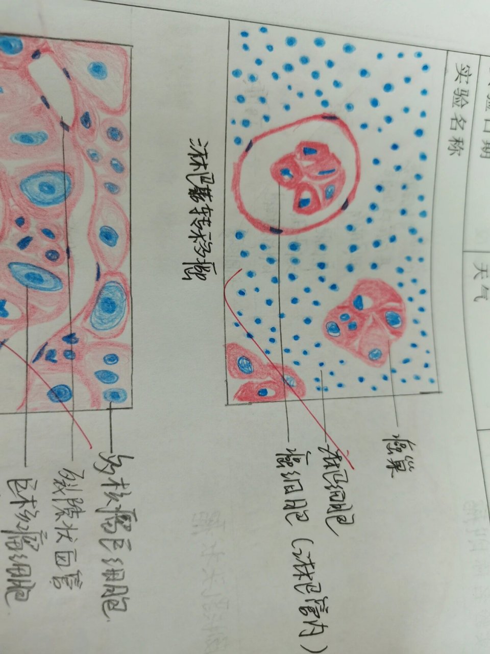 肝癌红蓝铅笔手绘图图片