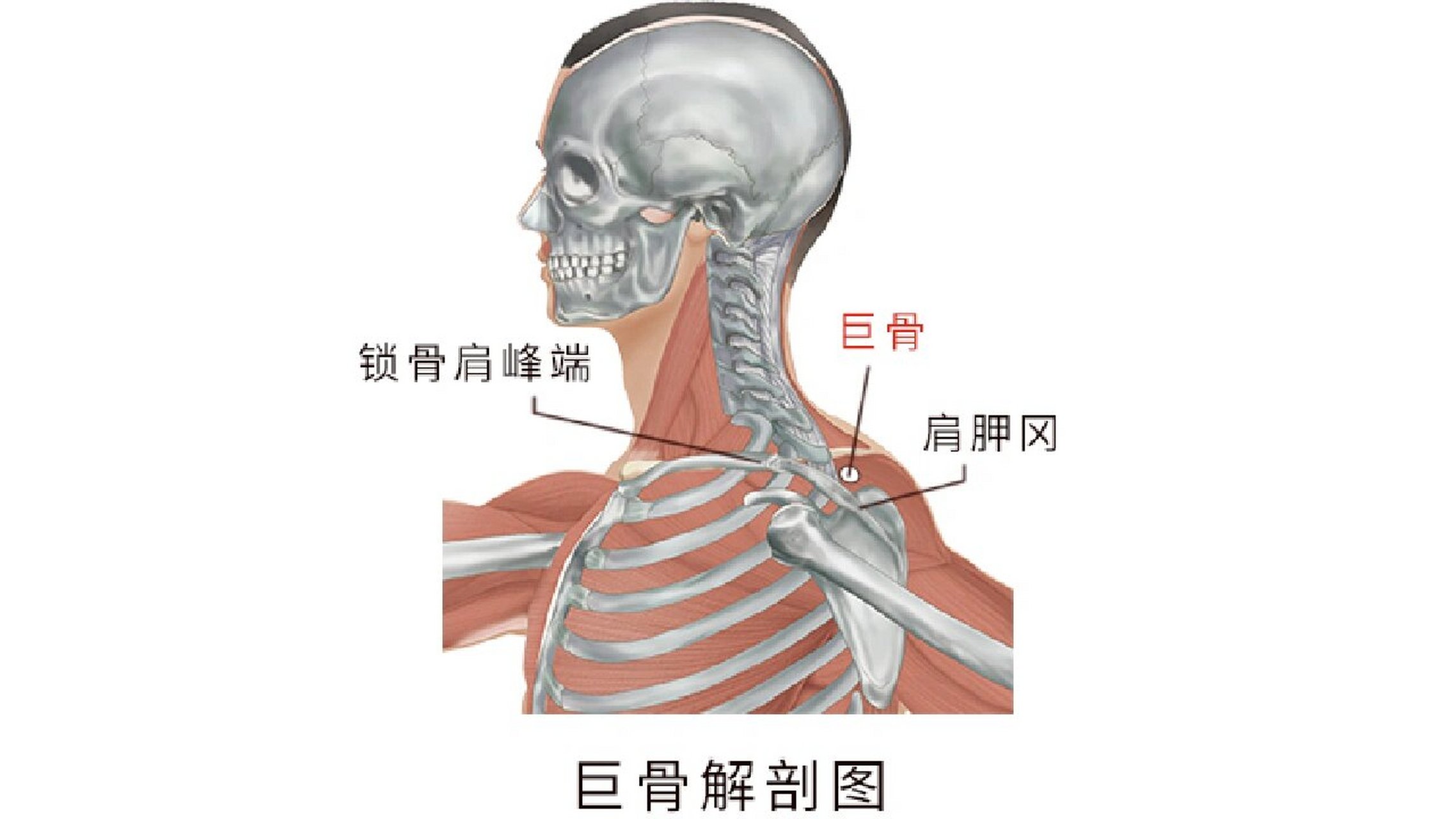 肩甲冈图片