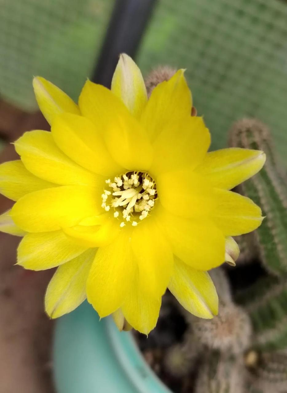 分享你手机花花草草照片今日花事,水仙情郎又开花了,我发现这水仙情郎