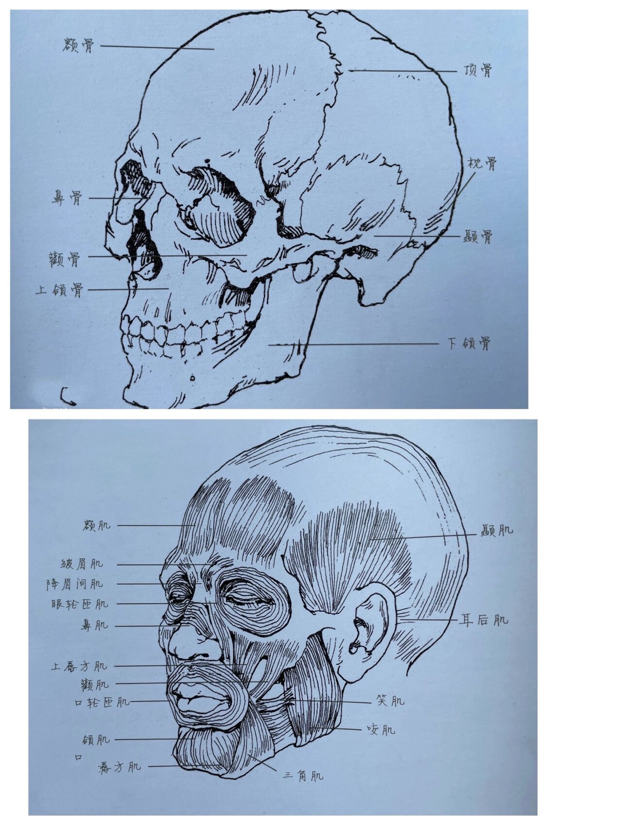 速写头部骨骼和肌肉 美术人物速写