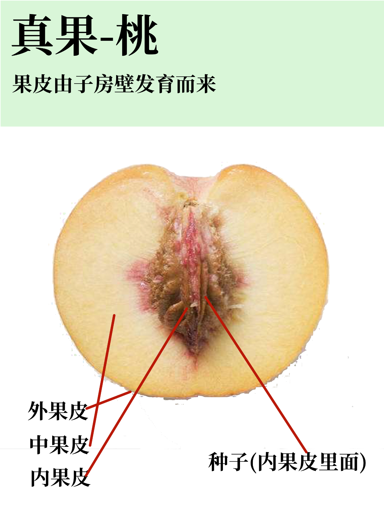 假果 真果图片