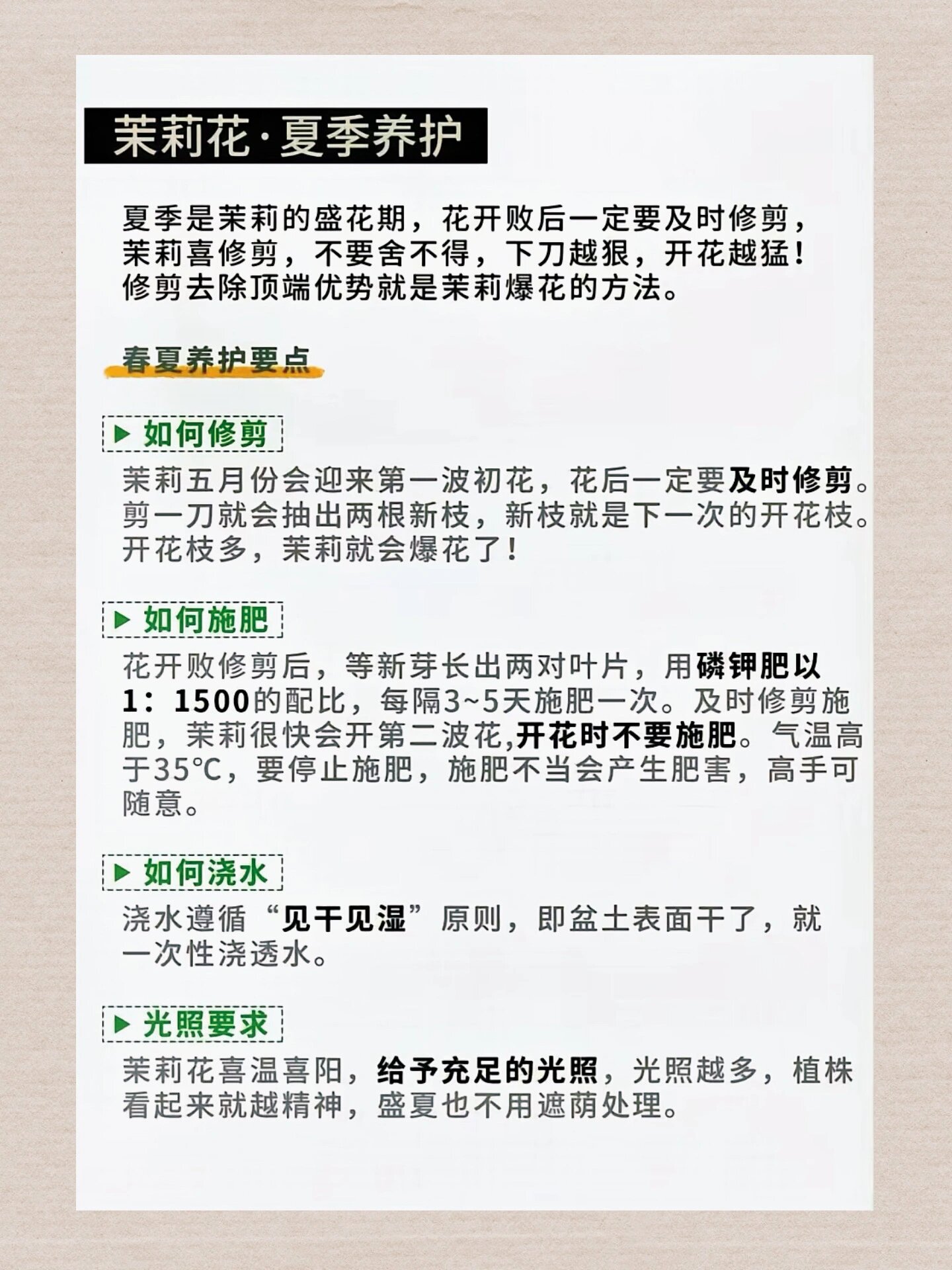 茉莉花养殖技巧图片