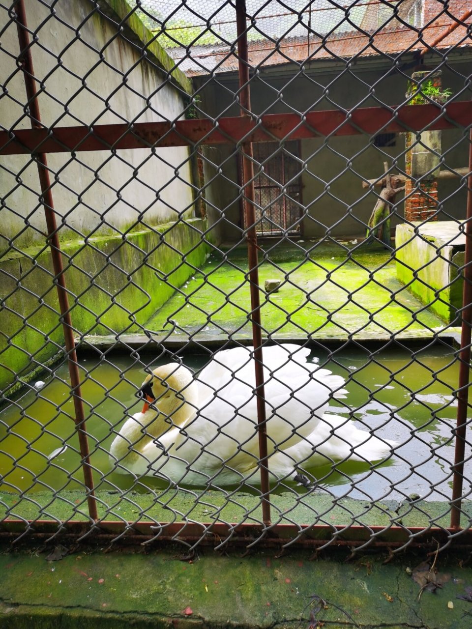 打卡铜陵市动物园 确切说是动物养殖基地,比想象的好很多.