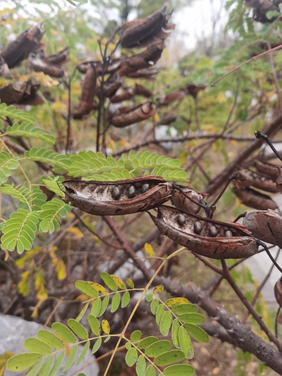 云实,颇有诗意的名字,为豆科云实属藤本植物,又