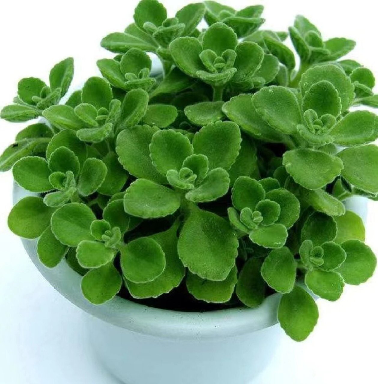 能凉拌能泡茶的"苹果香" 今天跟大家分享的这款神奇植物叫:碰碰香,它