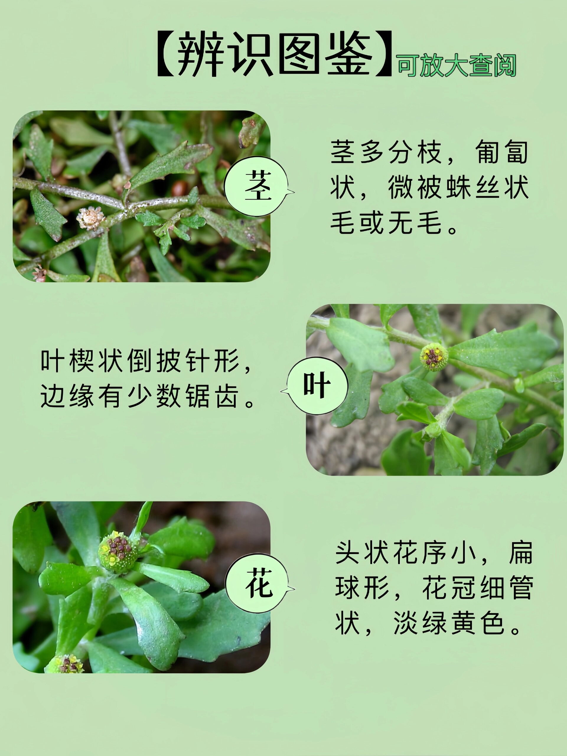 04261野菜|鹅不食草,不止能吃,还能闻