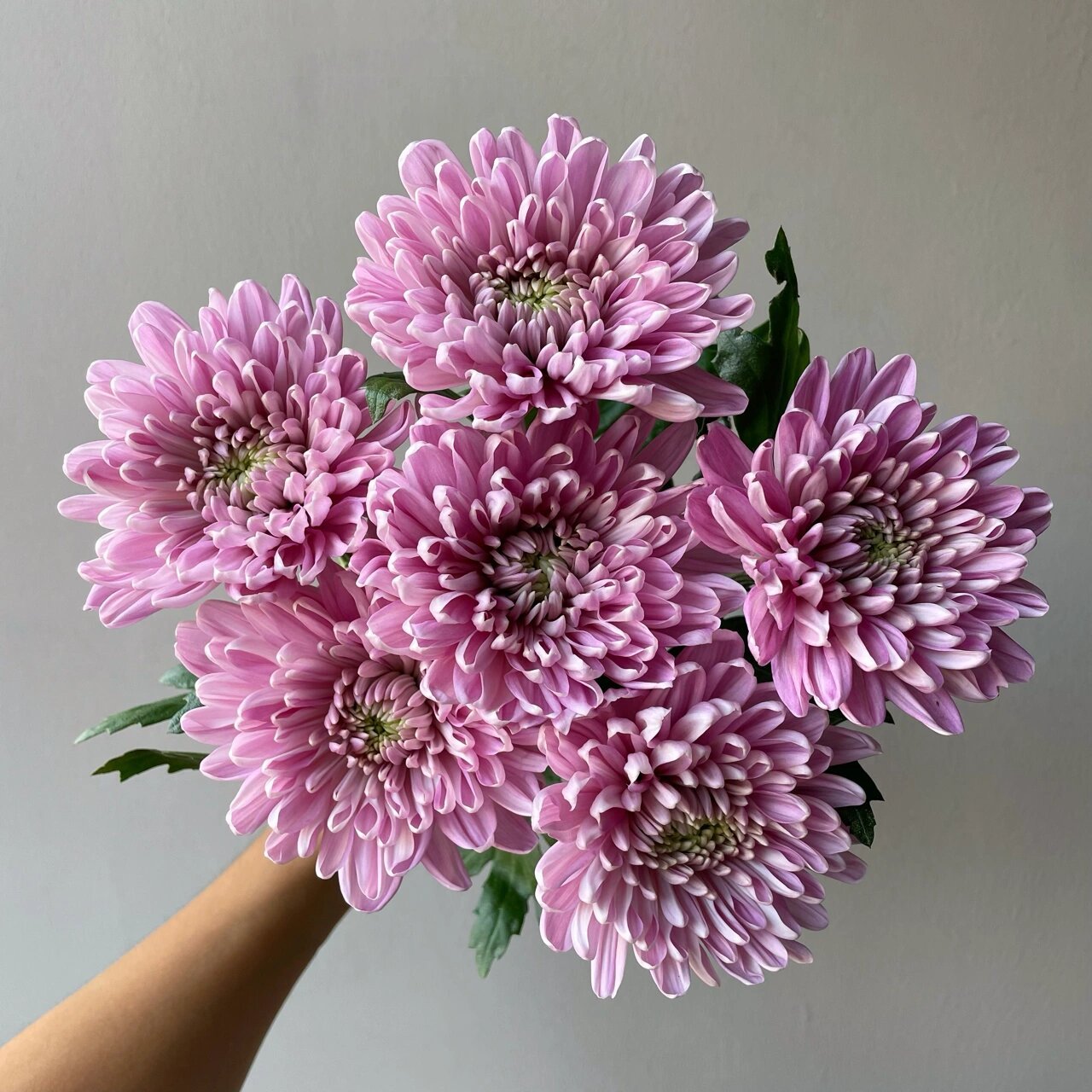 粉紫安娜菊94 学名:"罗斯安娜菊" 它属于粉紫复色的 属于大型菊花