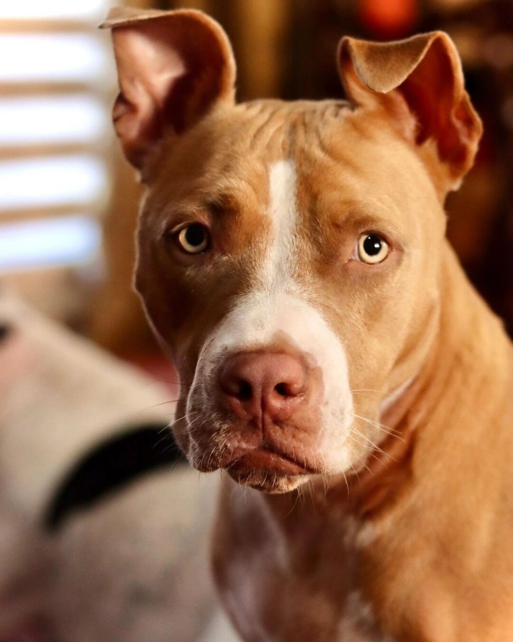 善心的爱狗人士德拉克斯扮演者戴夫巴蒂斯塔 银河护卫