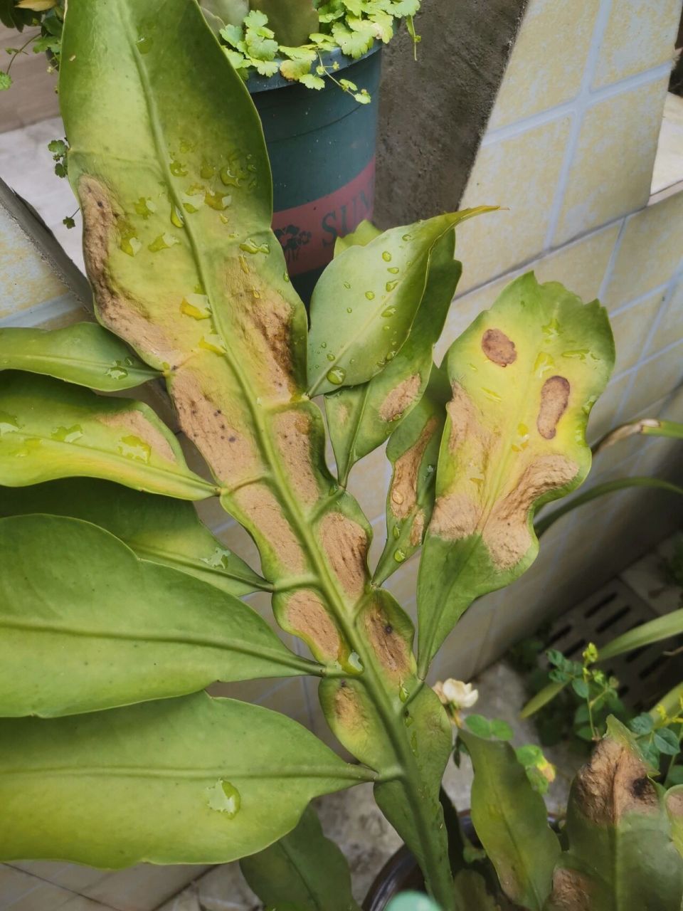 昙花叶子发黄有谁知道这是咋了吗?