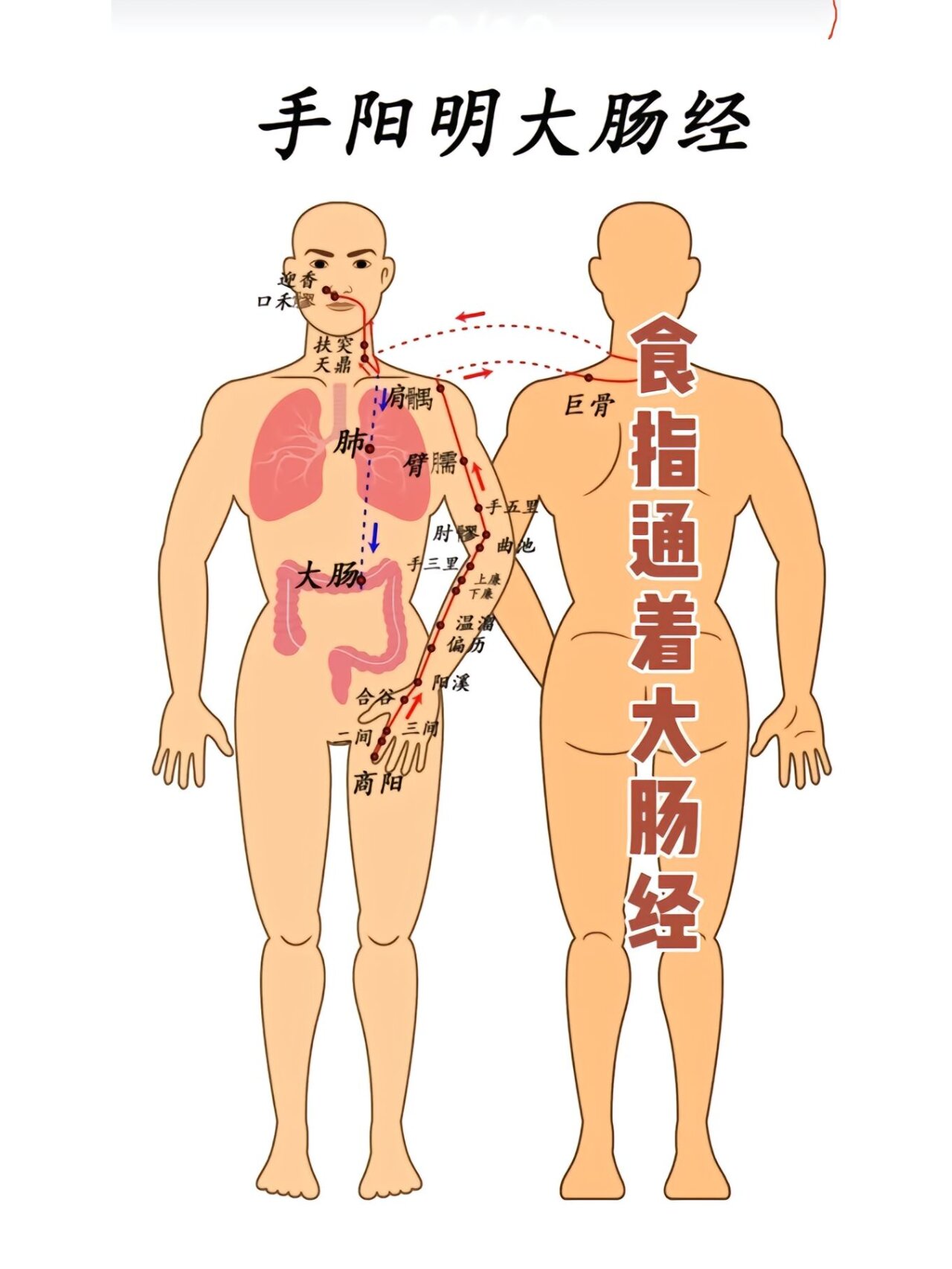 经络走向动画图片