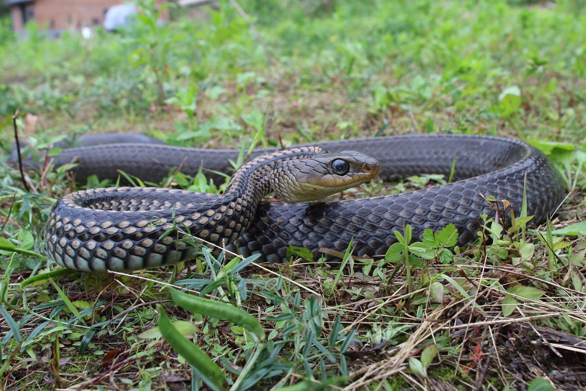 苏州物种科普|我见过跑得最快的蛇,没有之一 乌梢蛇 ( ptyas dhumnade