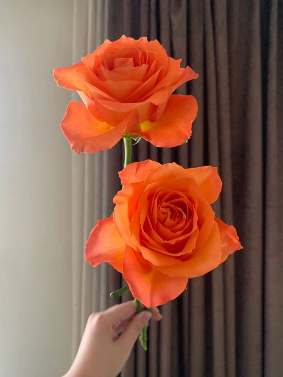 【国王日】玫瑰 "如果词不达意,那就把话放进花里" 	 国王日,喝汽水?