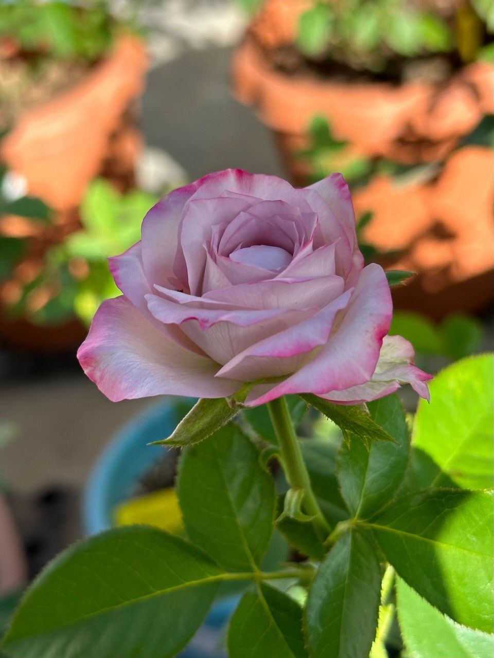 气场月季|气场玫瑰广东夏日表现       很多人都说气场跟紫魂香水很像