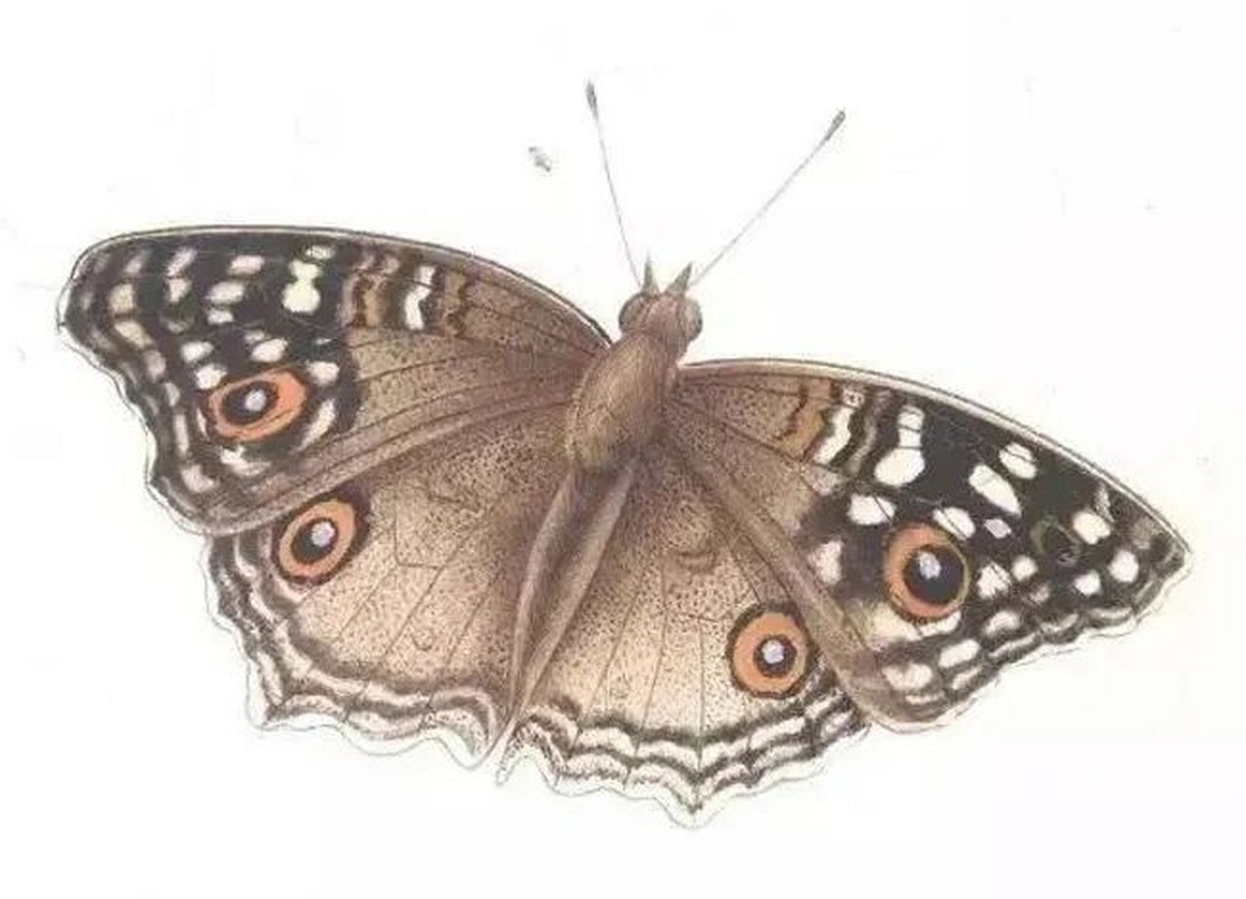 工笔画步骤分享(工笔蝴蝶的染色方法一) (一)蛇眼蛱蝶着染步骤 步骤一