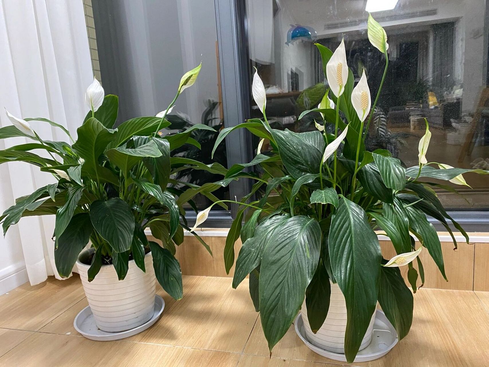 一帆风顺叶子耷拉下来怎么救 左边一盆长得挺拔,花少.