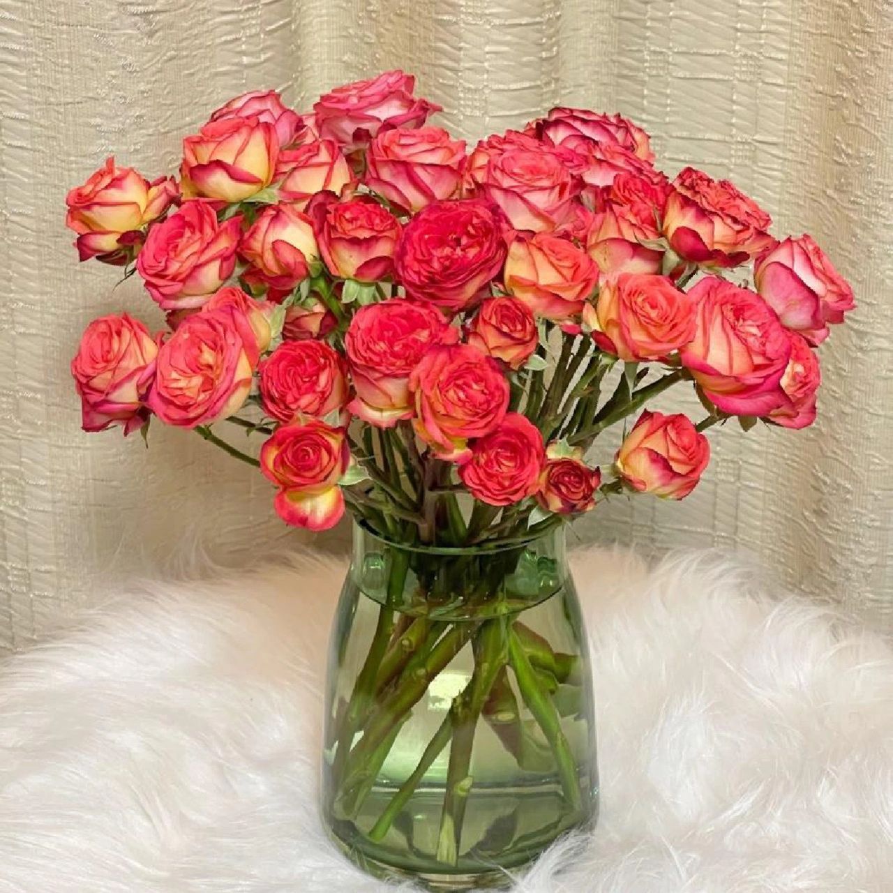 每日识花‖爱丽丝多头玫瑰 复古的多头玫瑰爱丽丝,有着特色的红黄相间