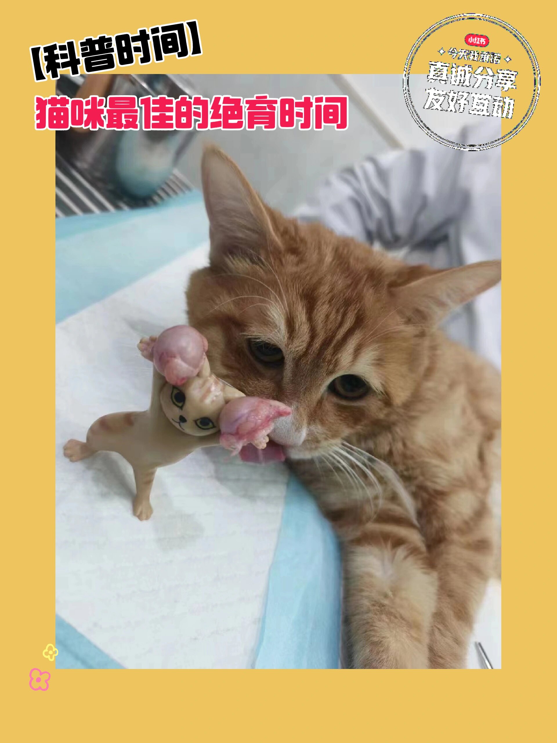 猫脏器位置分布图图片